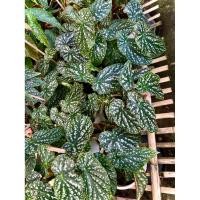 ราคา Begonia Maculata ต้น บีโกเนีย มาคูลาต้า / บีโกเนียลายจุด ไม้ประดับ ไม้ประดับน่าสะสม ใบเขียว ลายจุดขาวเงิน ช่วยฟอกอากาศ (42556071507)