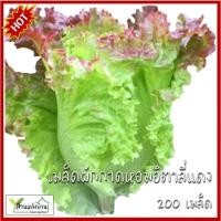 ราคา 200 เมล็ด ผักกาดหอมอิตาลี่ สีแดงอ่อน เมล็ดผักกาดหอมอิตาลี่ เมล็ดผักกาดหอม ผักกาดหอม (25491748280)