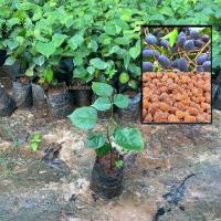 ราคา ต้นลูกหยี ลูกหยี หมากเค็ง Dialium Cochinchinense ผลสีดำรับประทานได้ (รับประกัน ส่งใหม่ฟรี หากสินค้าเเสียหาย!!) (43063156851)