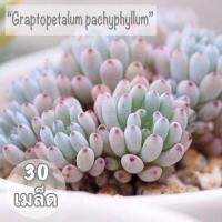 ราคา เมล็ดพันธุ์ ไม้อวบน้ำ "Graptopetalum" 30 เมล็ด (1556091292)