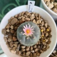 ราคา LF5-Lophophora Fricii โลโฟโฟรา ฟริซิไอ(ไม้เมล็ด)หัวกลม หน้าสวย ขนฟู ให้ดอกแล้ว (14208252231)