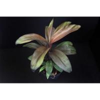 ราคา หมากผู้หมากเมีย Cordyline fruticosa (22237772921)