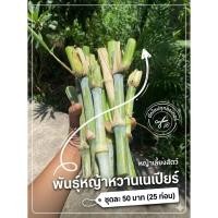 ราคา พันธุ์หญ้าหวานเนเปียร์ ท่อนพันธุ์หญ้าเนเปียร์ หญ้าเลี้ยงสัตว์ ตัดสดตามออเดอร์ (53461836402)
