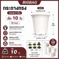 ราคา กระถางทรงปากแตรสีขาวนม กระถางกระบองเพชร กระถางแคคตัส ขนาด 2 นิ้ว เซ็ท 10 ใบ (5455349927)