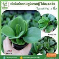 ราคา [ต้นไม้จิ๋ว] ต้นเปเปอร์หยก หรือ ธูปเศรษฐี พร้อมกระถาง 3นิ้วฟรี ไม้มงคล ไม้ฟอกอากาศ วางบนโต๊ะทำงานได้ วางในบ้านได้ (6835209783)
