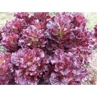 ราคา เมล็ดพันธุ์ ผักสลัด รูบี้เรด (Ruby Red Lettuce Seed) บรรจุ 100 เมล็ด (4454400744)