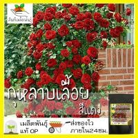ราคา เมล็ดพันธุ์ กุหลาบเลื้อย กุหลาบ สีแดง 30 เมล็ด Red Rose Seed เมล็ดพันธุ์แท้ นำเข้าจากต่างประเทศ ปลูกผัก สวนครัว ถูกดี (5549635310)