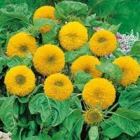 ราคา เทดดี้แบร์ อินพรูฟ TeddyBear Sunflower ทานตะวัน ดอกซ้อน 50 เมล็ด (8275347112)