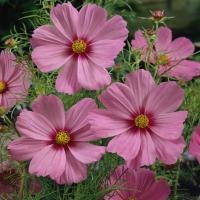 ราคา 50 เมล็ด ดอกดาวกระจายฝรั่ง ดาวกระจายฝรั่ง คอสมอส Cosmos Seeds สายพันธุ์ Pinkie (42472917623)