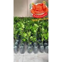 ราคา ต้นเสียบยอดส้มโอทับทิมสยาม 1ชุด5ต้น (40020695731)
