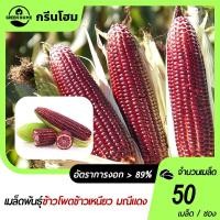 ราคา 50 เมล็ด ข้าวโพดข้าวเหนียว มณีแดง เมล็ดพันธุ์ ข้าวโพด เมล็ดพันธุ์ผัก ผักสวนครัว ผักศรแดง (41823469888)