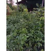ราคา ต้นแก้วหิมาลัย (งานตุ้มขุดล้อม) ฟอร์มใหญ่สวยสวยติดดอก (50658107253)