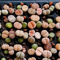 ราคา Lithops ไลทอป ลิทอป หินมีชีวิต (D2) (5791621472)