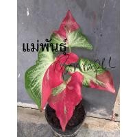 ราคา บอนสีชายชล ต้นหน้าปกคือต้นแม่ (10104781474)