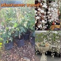 ราคา สร้อยสายเพชร พวงระย้า ตุ้มหูพระอินทร์ เป็นไม้ชอบแดดรำไร (28521740260)