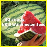 ราคา 30 เมล็ด Giant Watermelon Seeds Fruit Seeds เมล็ดพันธุ์ แตงโมยักษ์ เมล็ดพันธุ์ผลไม้ พันธุ์ผลไม้ เมล็ดพันธุ์ Vegetable (56410141092)