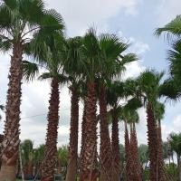 ราคา 10 เมล็ด ปาล์มเป็ตติโค้ต Washingtonia robusta ปาล์มประดับบ้าน สวน (40880284992)