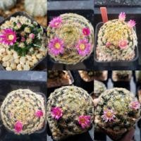 ราคา แมมขนนกเหลือง ดอกชมพู (8511728435)