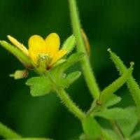 ราคา 100 เมล็ด ผักเสี้ยนผี ผักส้มผี ส้มเสี้ยนผี ผักเสี้ยนตัวเมีย Cleome viscosa Seeds (45958975206)