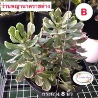 ราคา พญานาคราชด่าง กระถาง 8 นิ้ว (8383661144)