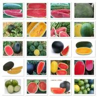 ราคา เมล็ด แตงโม แตงโมยักษ์ Watermelon Seed / ลูกผสม โกลเด้น สวีท / แตงโมดำ / ลูกผสม สายน้ำผึ้ง / แบล็คไดมอนด์ / โกลเด้นคิงส์ (49056747236)