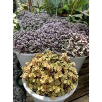 ราคา ต้นไม้รีบบิ้นชาลีสวยๆน่ารัก (13651392298)
