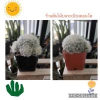 ราคา แมมขนนก แมมขนนกขาว แคคตัสขนนกขาว กระบองเพชรขนนก ในกระถาง 2 นิ้ว (11286797583)