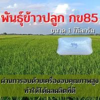 ราคา เมล็ดพันธุ์ข้าว พันธุ์ข้าวปลูก กข85 ข้าวปลูก กข85 ขนาด 1 กิโลกรัม (17761805288)