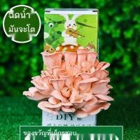 ราคา เมล็ด [แพ็คเกจเสริมการดำรงชีวิต] ถุงเพาะเห็ดรา ถุงเพาะเห็ด ไม้อวบน้ำ ของเล่นเด็ก ของขวัญชิ้นเล็กๆ ในร่ม ต้นไม้สีเขียว กร (23534154554)
