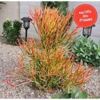 ราคา พญาไร้ใบ พญาไร้ใบญี่ปุ่น พญาไร้ใบก้านแดง ต้นพญาไร้ใบ Euphorbia tirucalli firestick ยอดตัดสด (18924513036)