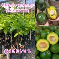 ราคา ต้นอะโวคาโดบูท7 แบบกิ่งทาบ ต้นละ145บาท ต้นสวยแข็งพร้อมส่ง (27724824055)
