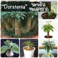 ราคา เมล็ดพันธุ์มะพร้าวทะเลทราย (Dorstenia) 30เมล็ด (7538483595)