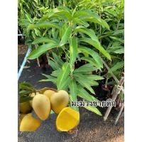 ราคา มะม่วงขายตึก พร้อมส่ง (27320050416)