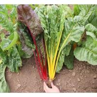 ราคา บีท สวิสชาร์ด มิกซ์สตาร์ ผักสลัด Beet Swiss Chard Mix Star 20 เมล็ด ปลูกง่าย ทนร้อน ปลูกได้ทั้งปี[10 แถม 1 คละได้] (7876870834)