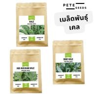 ราคา เมล็ดพันธุ์ ผักเคล (Kale) เคล ไดโนเคล เรดเคล เคล คะน้าใบหงิก (41506582425)