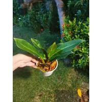 ราคา [Philodendron] ต้นเศรษฐีรวยทรัพย์ เศรษฐีมีทรัพย์ (9445344145)