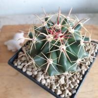 ราคา แคคตัส “เฟอโรเล็บเหยี่ยว FeroCactus” (13719255247)