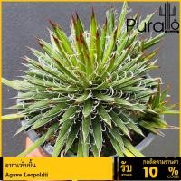 ราคา ต้นอากาเว่ ริบบิ้น คอมแพค ฟร์อม Agave Leopoldii #Agave #succulent #อากาเว่ (22177729946)