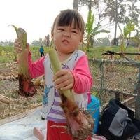 ราคา กล้วยไข่สายพันธ์กำแพงเพชร ขั้นต่ำ4หน่อ (4731553966)