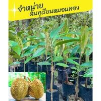 ราคา จำหน่ายต้นกล้าทุเรียนหมอนทอง (14817135915)