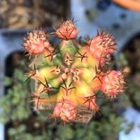 ราคา ยิมโนมิฮาโนด่างลูกผสมกราฟตอหนามดำ "Gymnocalycium​ mihanovichii​ variegata​" (4043929376)