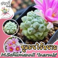ราคา แมมชูแมนไร้หนาม Mammillaria schumannii 'inermis' กระบองเพชร ไม้อวบน้ำ succulent แคคตัส cactus (14593552726)