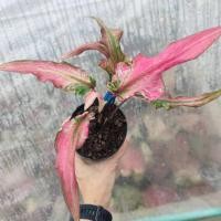 ราคา หลวงพ่อพูล แยกหน่อ บอนสี Caladium (22557073881)