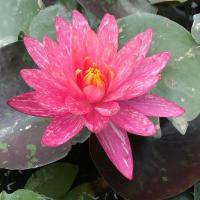 ราคา 4 เมล็ด ดอกบัว บัวสาย พันธุ์นอก สายพันธุ์ Wanvisa สีแดงชมพู บานเย็น สดใส Lotus Seeds (58059477256)