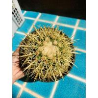 ราคา กระบองเพชร ถังทอง จัดส่งทั้งกระถาง (17604536110)