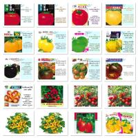ราคา เมล็ดพันธุ์ มะเขือเทศ tomato Seeds ซองมาตรฐาน / ลูกท้อ / สีช็อคโกแลต / พุ่มเตี้ย สีเหลือง / สีรุ้ง / บีฟสเต็ก (47906751091)