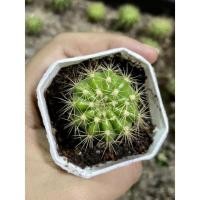ราคา แคคตัส ดาวล้อมเดือน 10บาท (9066381055)