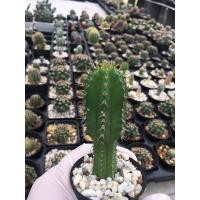 ราคา แคคตัส ยูโฟเบียอินคอนสแตนเตีย # Euphobia Inconstantia # Cactus # #Cactus #กระบองเพชร#พืชทนแล้ง#ไม้ประดับ#ต้นไม้ทนแล้ง (8144709470)