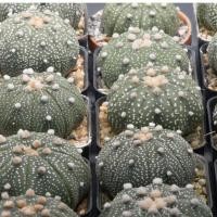 ราคา Astrophytum Asterias / Nudum / คละไซส์ คละแบบ (10218257467)