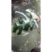 ราคา monstera albo มอนสเตอร่าด่าง ด่างสวยมากกก (7591857303)